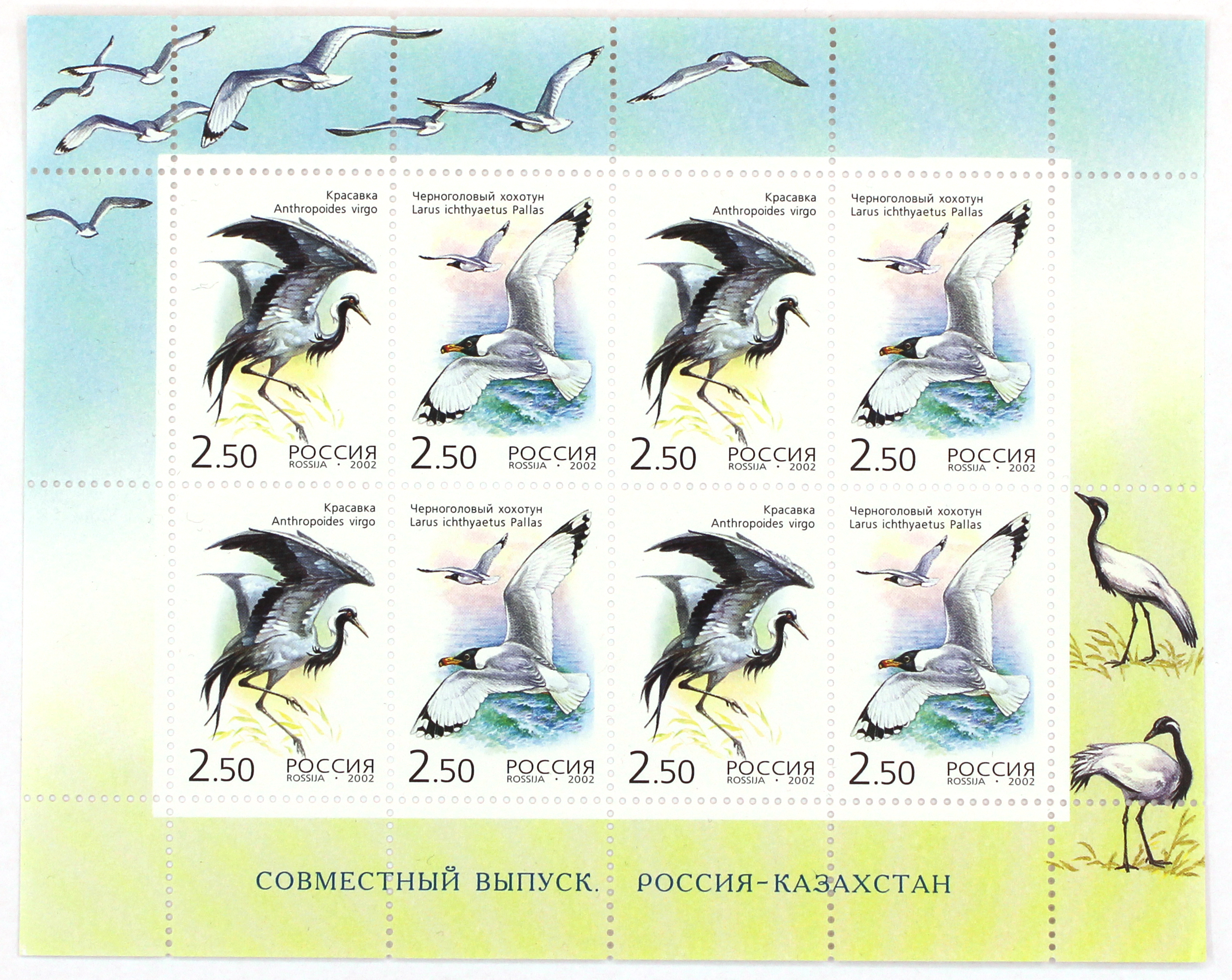 2002, 776-777. Редкие птицы. Красавка. Черноголовый хохотун - Малый лист, Россия