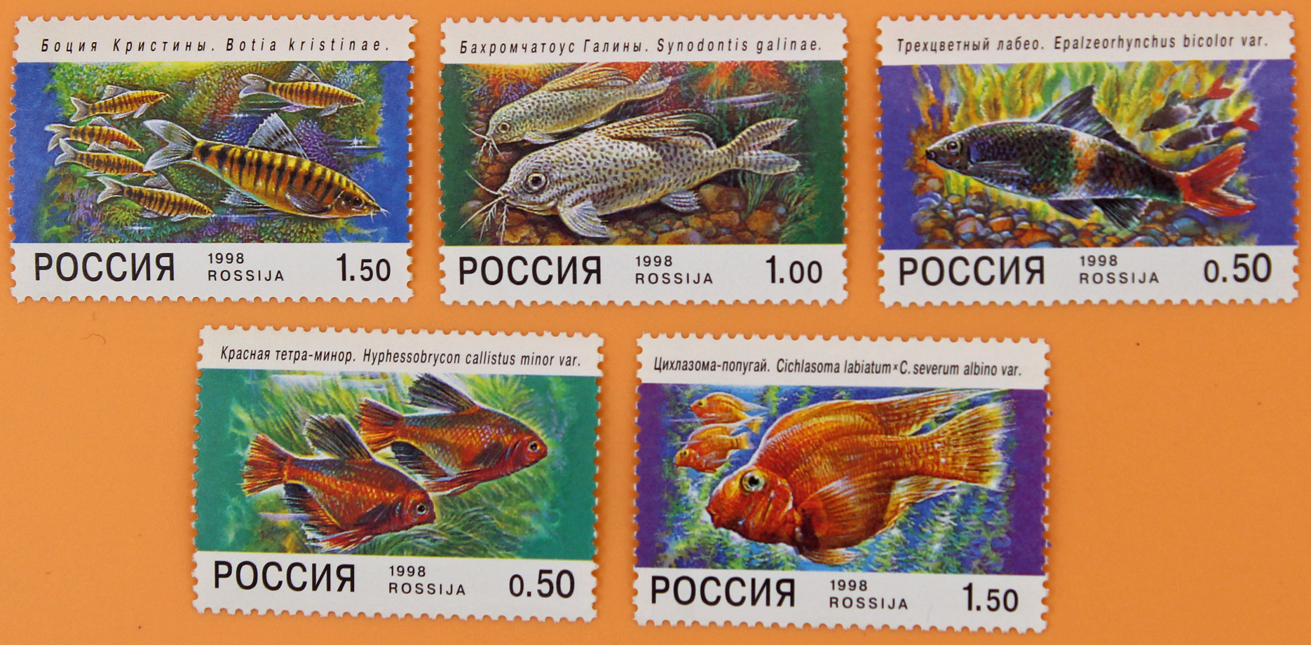 1998, 425-429, Фауна. Аквариумные рыбы - серия, 5 марок, Россия