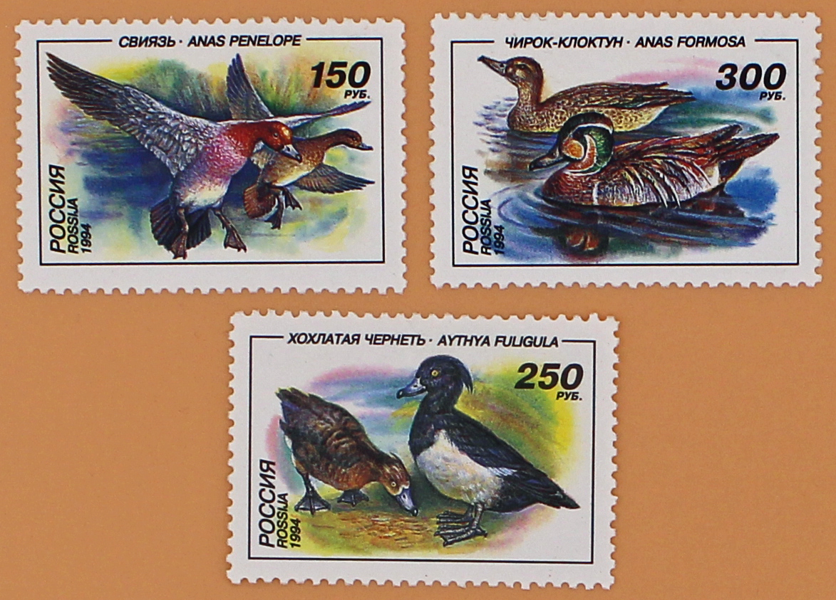 1994, 170-172, Утки. - Серия, 3 марки, Россия