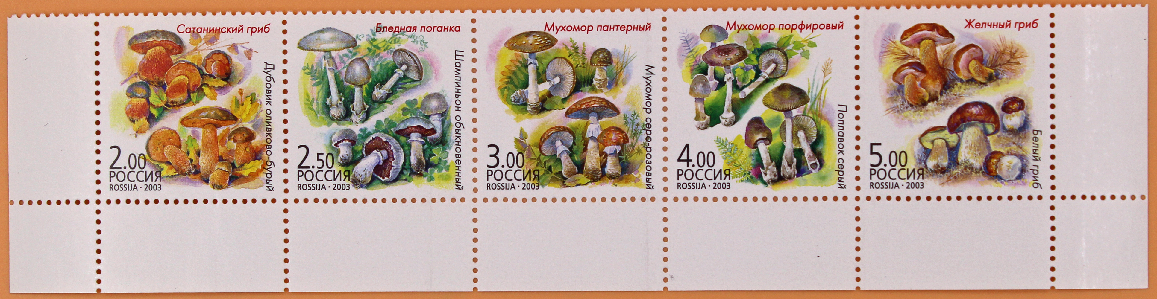 2003, 876-880, Грибы-двойники - Сцепка, Россия