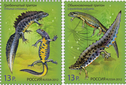2012, 1599-1600, Совместный выпуск "Российская Федерация-Республика Беларусь". Фауна. Тритоны - Серия, 2 марки, Россия